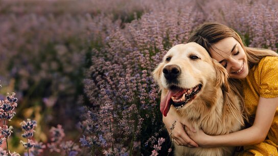 Eine Frau in einem gelben Kleid umarmt glücklich ihren Golden Retriever in einem blühenden Lavendelfeld.