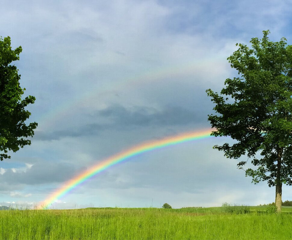Zwei große Bäume stehen auf einer Wiese unter einem Regenbogen, der sich gegen einen bewölkten Himmel spannt.