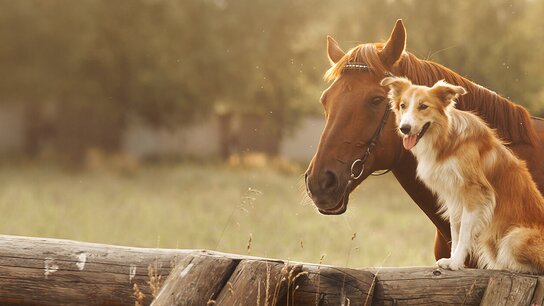 Ein Pferd und ein Hund sitzen entspannt nebeneinander auf einem Holzstamm, umgeben von einer grünen, sonnigen Wiese.