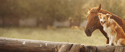 Ein Pferd und ein Hund sitzen entspannt nebeneinander auf einem Holzstamm, umgeben von einer grünen, sonnigen Wiese.