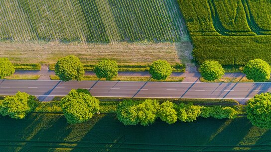 Luftaufnahme einer Straße, flankiert von gleichmäßig angeordneten Bäumen, umgeben von Feldern und Wiesen.