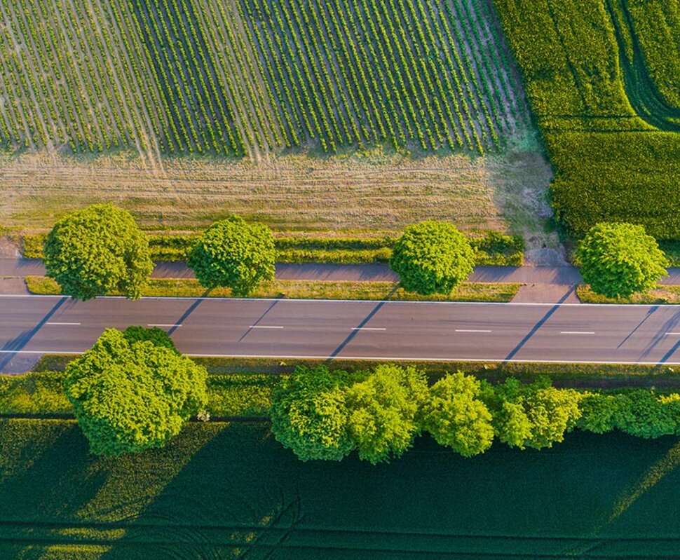 Luftaufnahme einer Straße, flankiert von gleichmäßig angeordneten Bäumen, umgeben von Feldern und Wiesen.