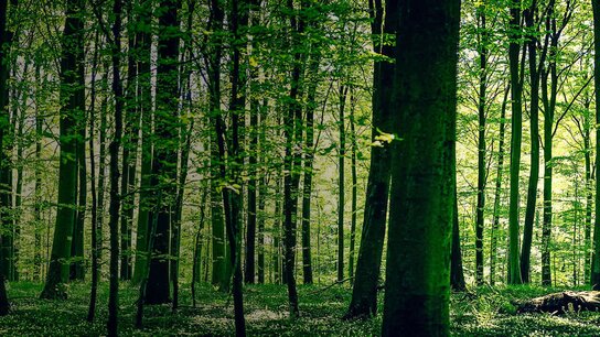 Dichter, grüner Wald mit hohen Bäumen und sanftem Licht, das durch das Blätterdach strahlt.