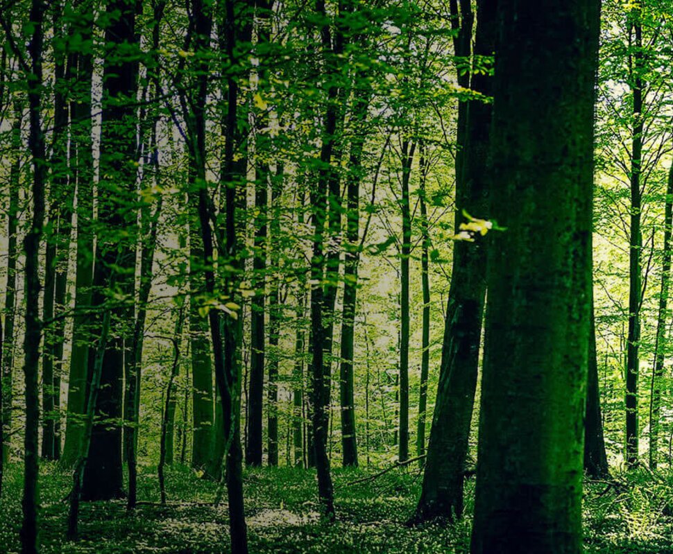 Dichter, grüner Wald mit hohen Bäumen und sanftem Licht, das durch das Blätterdach strahlt.