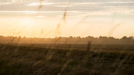 Sonnenaufgang über einem weiten Feld, umgeben von sanften Gräsern und einem klaren Himmel mit wenigen Wolken.