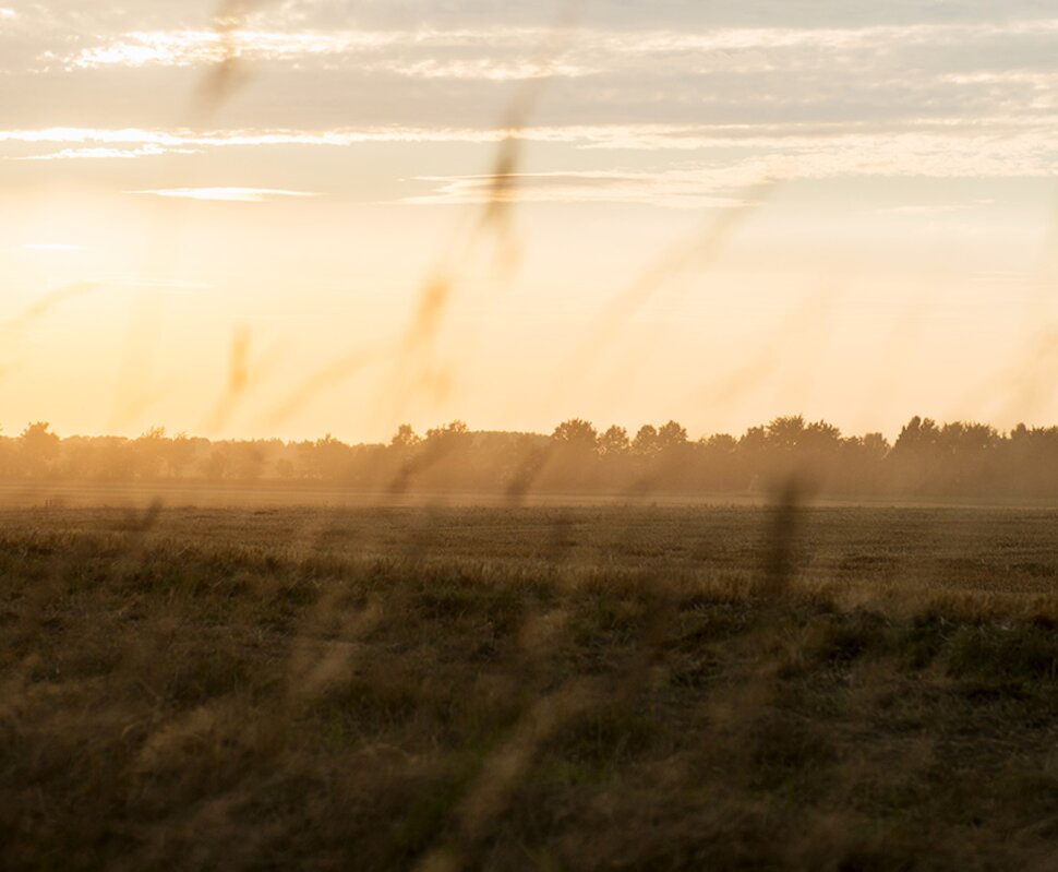 Sonnenaufgang über einem weiten Feld, umgeben von sanften Gräsern und einem klaren Himmel mit wenigen Wolken.